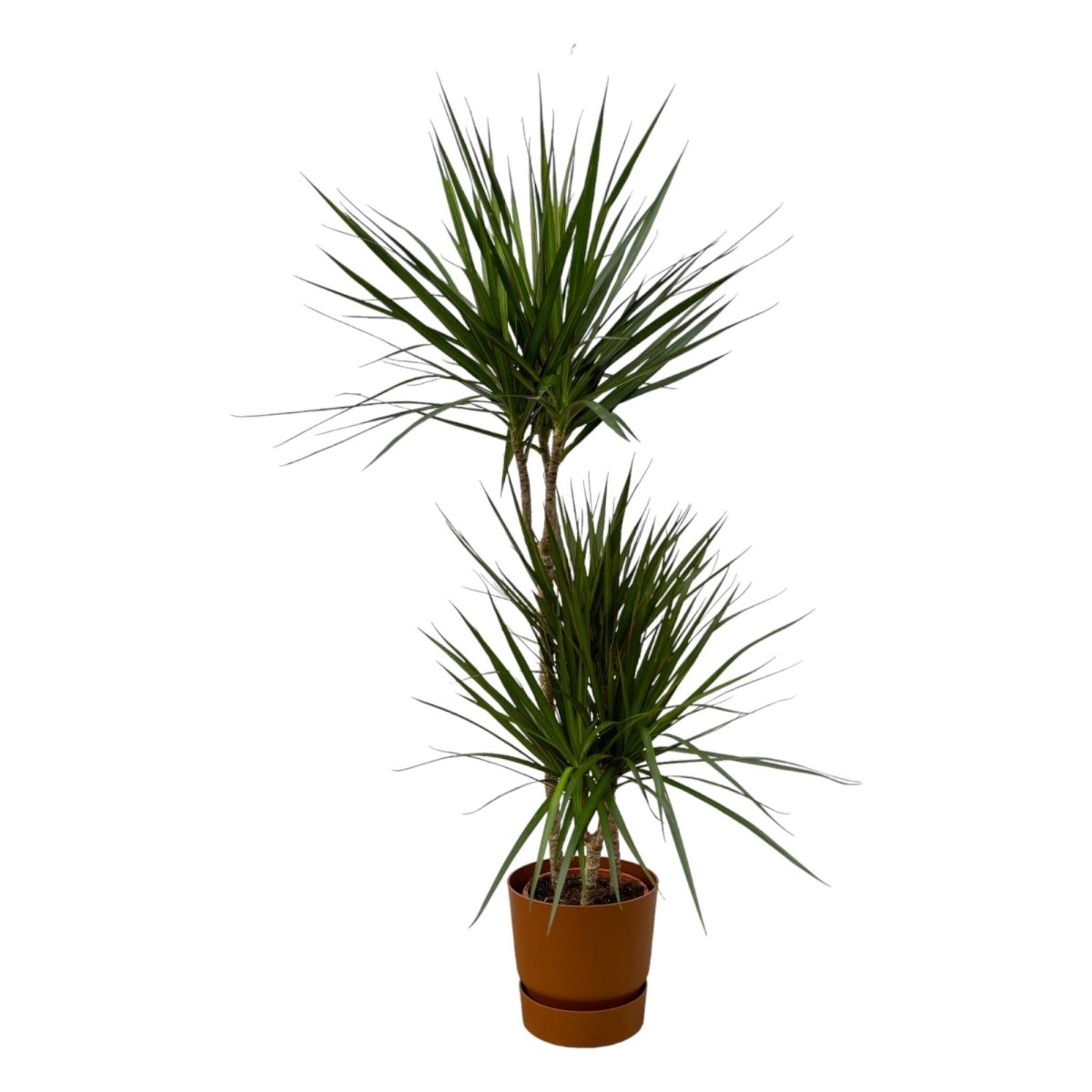 Dracaena Marginata kaufen – Drachenbaum mit Topf oder Korb - Wurzelwerk Design