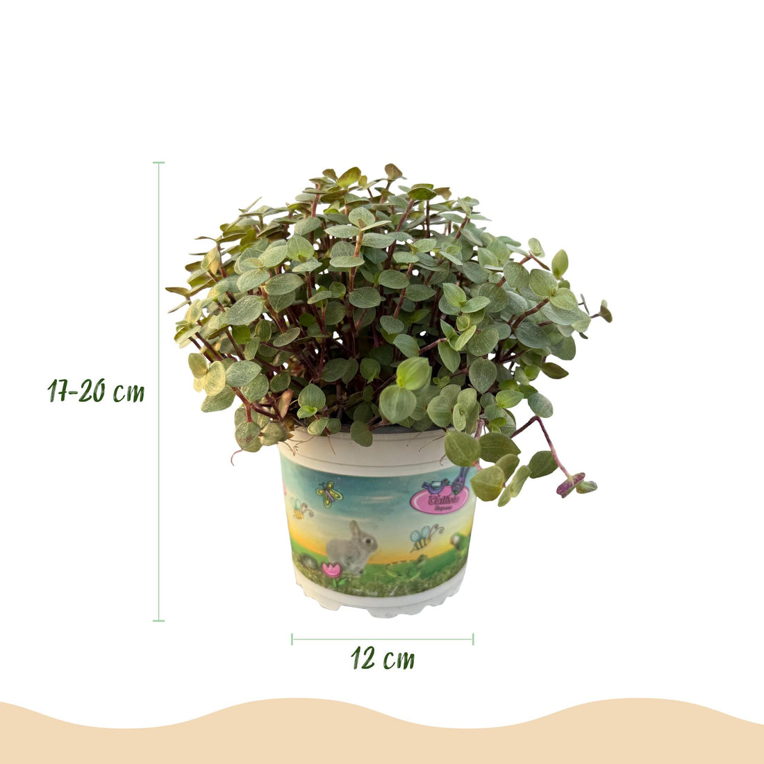 Callisia repens Katzengras im Topf mit 12 cm Durchmesser, haustierfreundliche Pflanze von Everspring, grüne, robuste Blätter