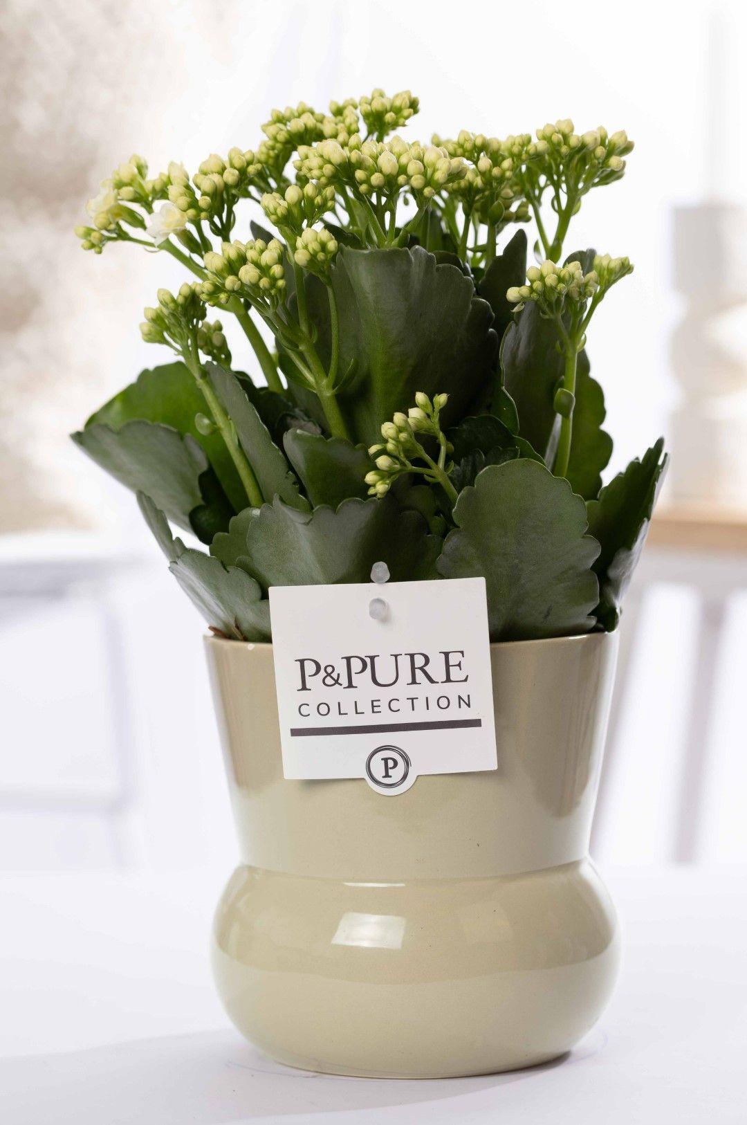 Weiße Kalanchoe in PURE Pflanzvase Maxima Grün, 12cm Durchmesser, 27cm hoch, Everspring, lebendige Zimmerpflanze