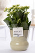 Weiße Kalanchoe in PURE Pflanzvase Maxima Grün, 12cm Durchmesser, 27cm hoch, Everspring, lebendige Zimmerpflanze
