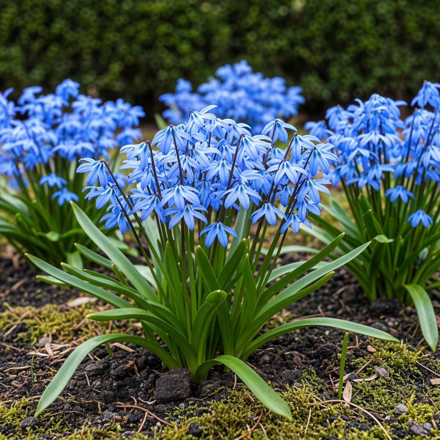 Everspring Blumenzwiebeln Scilla Siberica in lila, 50 Stück, Zwiebelgröße 7/8, XXL Pack, für Frühlingsblumen im Garten