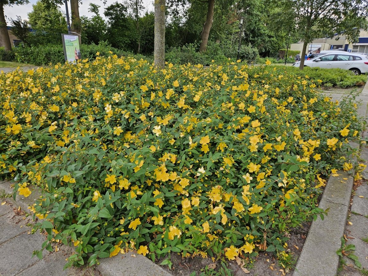 Johanniskraut &