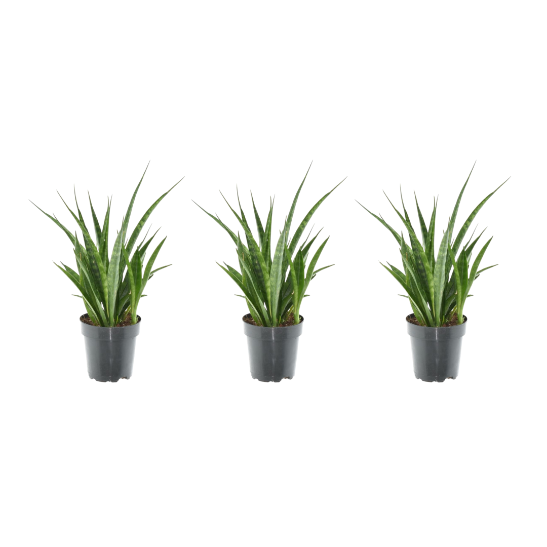 3× Sansevieria kirkii – Pflegeleichte Mini‑Bogenhanf‑Pflanzen