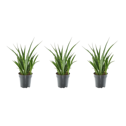 3× Sansevieria kirkii – Pflegeleichte Mini‑Bogenhanf‑Pflanzen