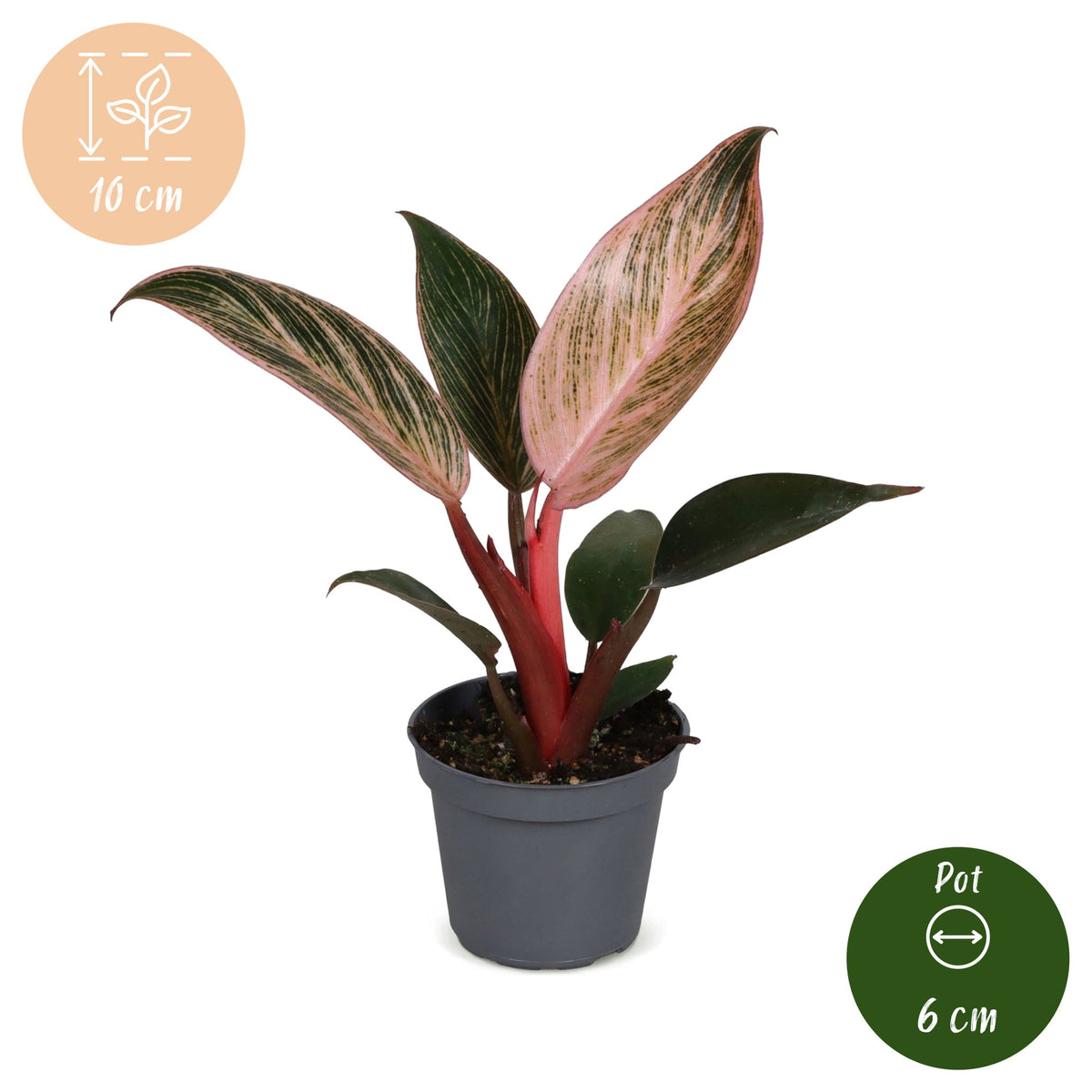 Philodendron &