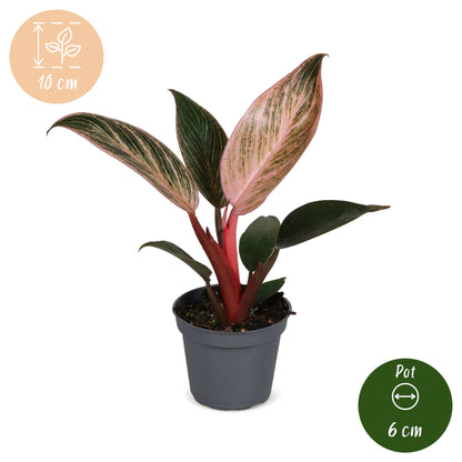 Philodendron &