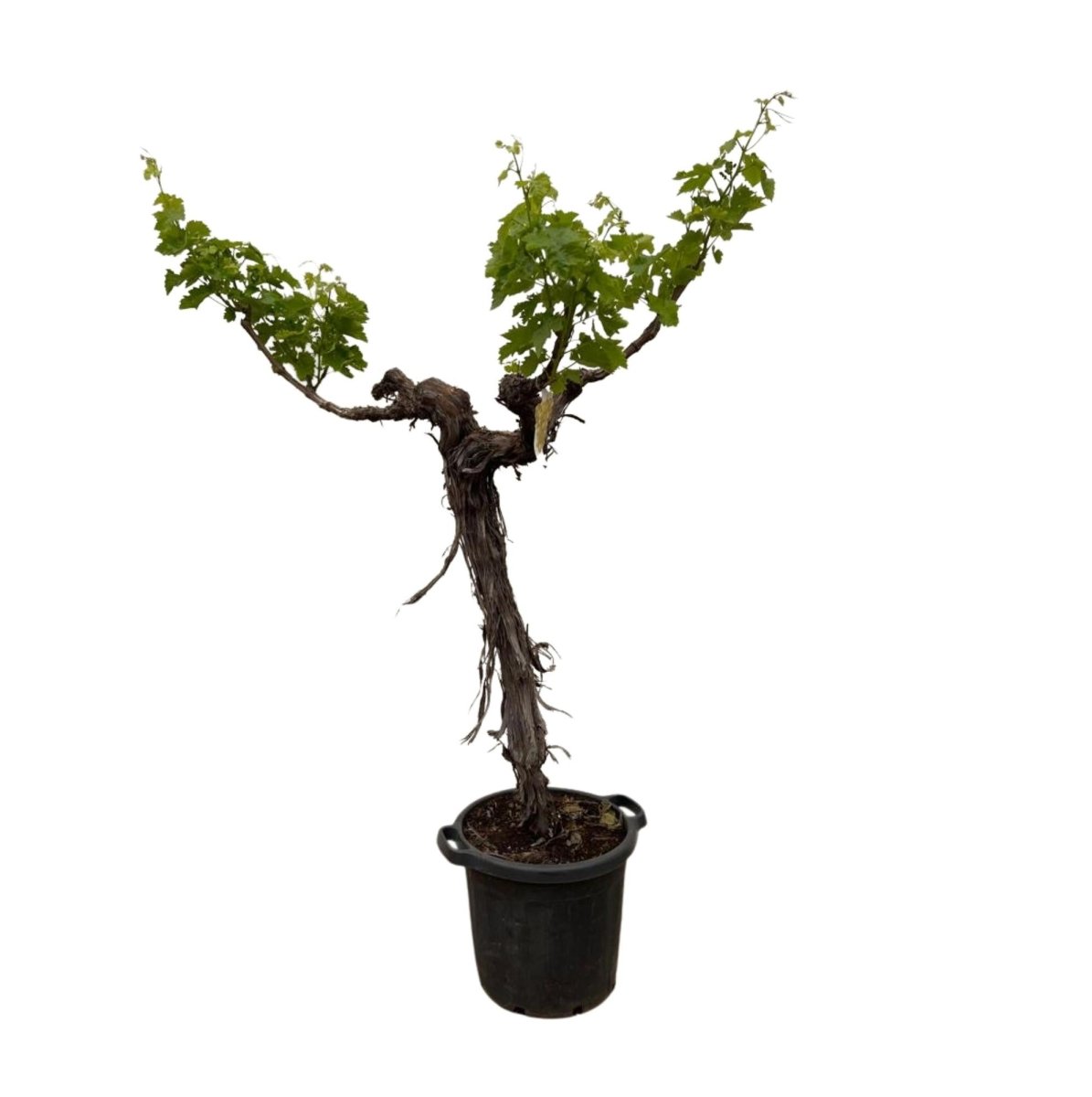 Weinrebe – Vitis vinifera – ca. 220 cm – Ø55 cm Topf – Mediterrane Kletterpflanze &amp; Obstpflanze - Wurzelwerk Design