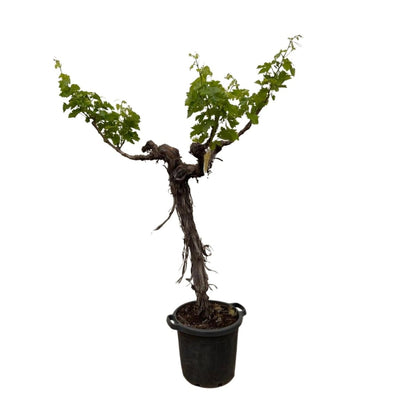 Weinrebe – Vitis vinifera – ca. 220 cm – Ø55 cm Topf – Mediterrane Kletterpflanze &amp; Obstpflanze - Wurzelwerk Design