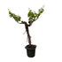 Weinrebe – Vitis vinifera – ca. 220 cm – Ø55 cm Topf – Mediterrane Kletterpflanze & Obstpflanze - Wurzelwerk Design