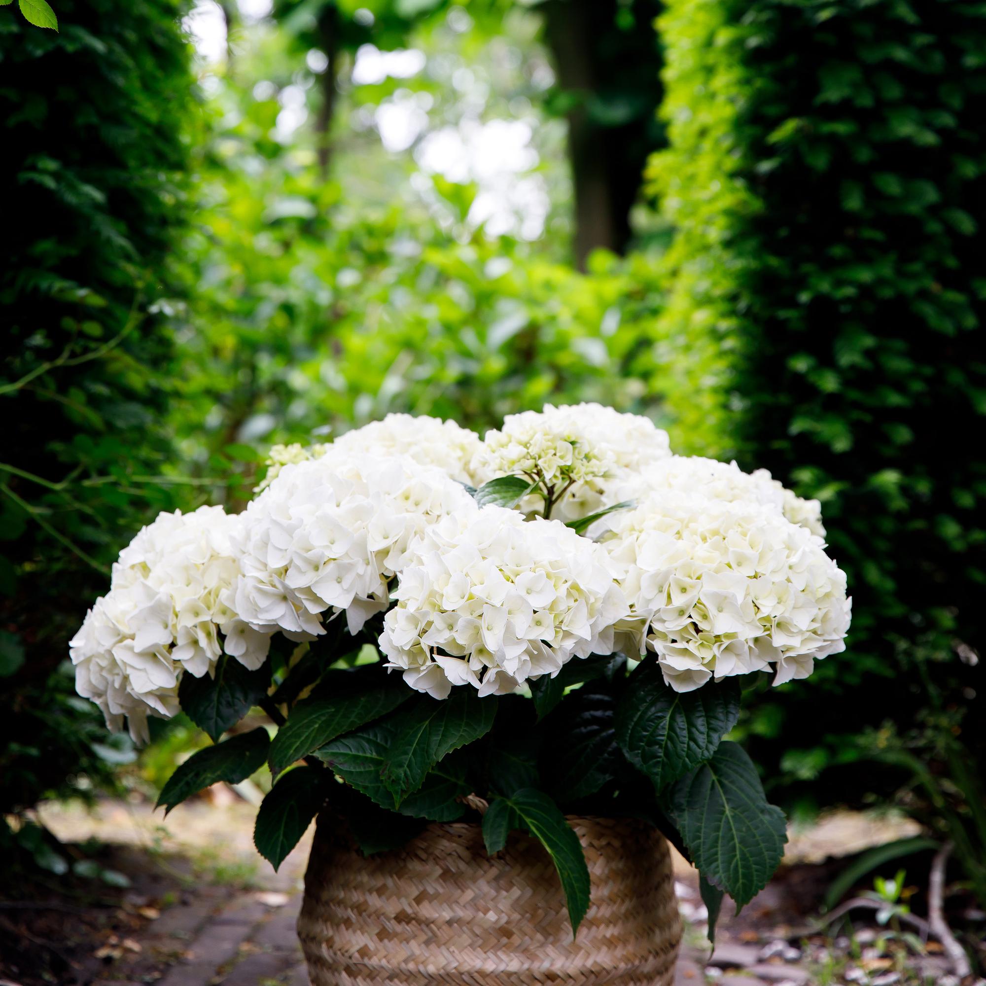 Weiße Hortensie Hydrangea Forever &amp; Ever von Everspring im Topf, 7-12 Blüten, Höhe 55cm, für Garten und Balkon