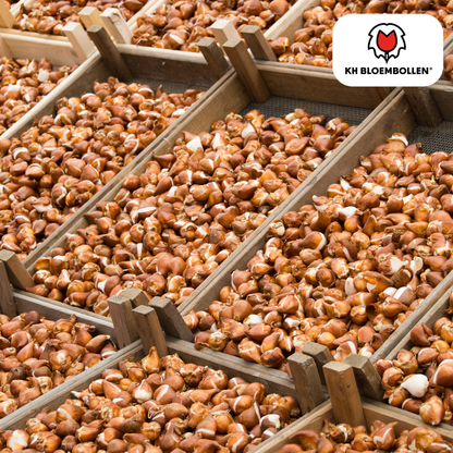 Tulpenzwiebel Icon – 20er-Pack | Gefüllt &amp; orange