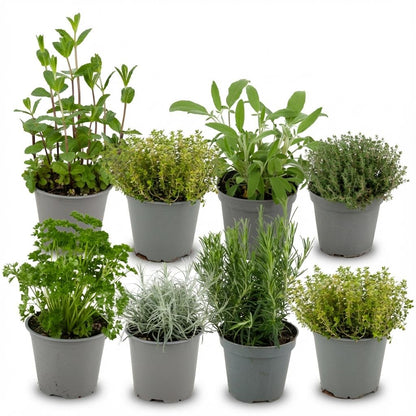 Italienische Kräutermischung – 8 Kräuterpflanzen online kaufen | Mediterrane Küchenkräuter im Ø 12 cm Topf – Wurzelwerk Design