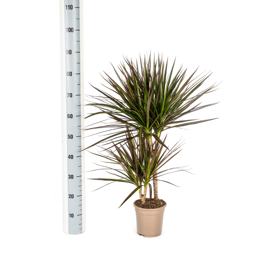 Dracaena marginata ‘Magenta’ – Exotische Zimmerpflanze - Wurzelwerk Design