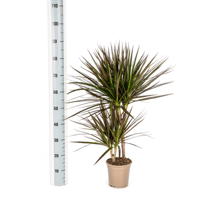 Dracaena marginata ‘Magenta’ – Exotische Zimmerpflanze - Wurzelwerk Design