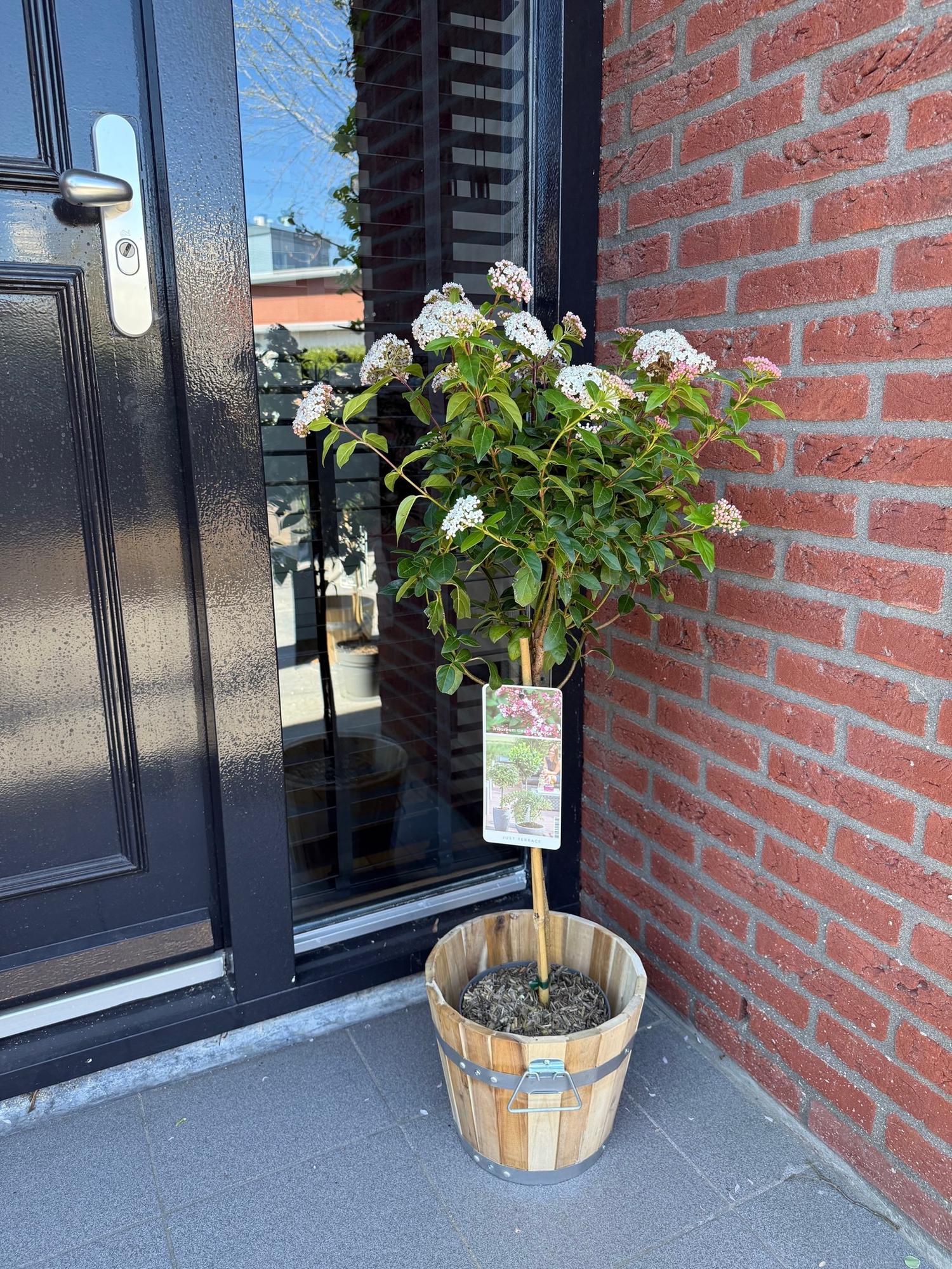 Immergrüner Viburnum tinus Eve Price in Topf, winterhart mit weißen und rosa Blüten, ca. 90cm hoch, Everspring Terrassepflanze