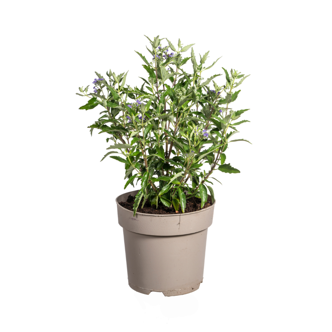 Bartblume Caryopteris x Clandonensis Ø19cm - ↕40 - 50cm