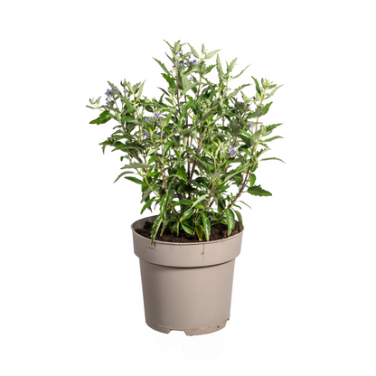 Bartblume Caryopteris x Clandonensis Ø19cm - ↕40 - 50cm