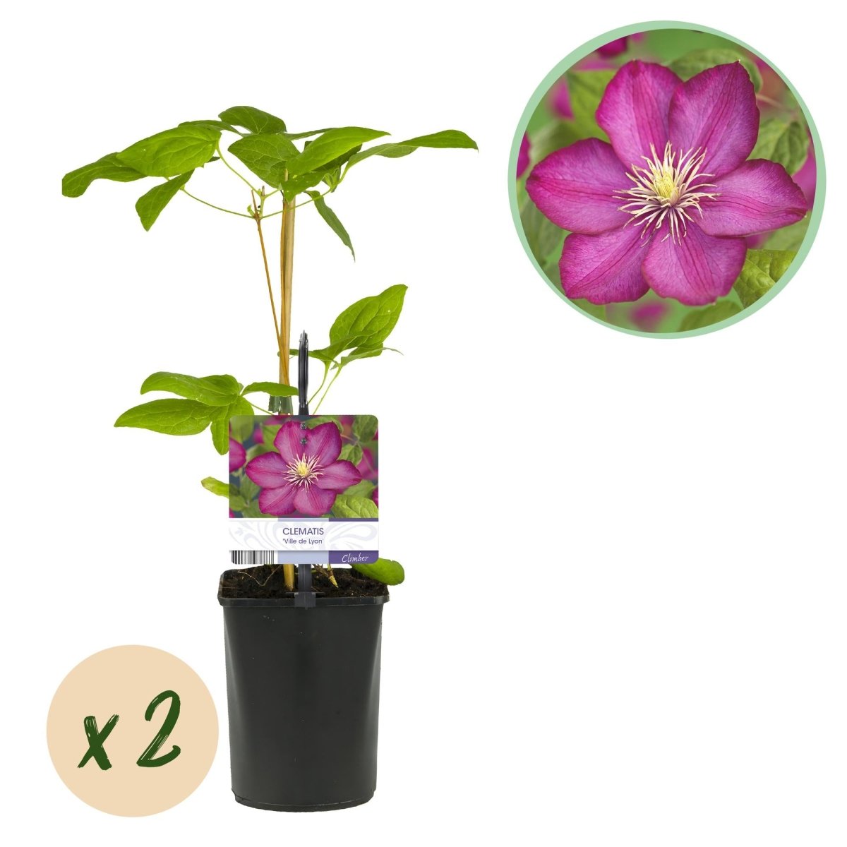 Clematis &