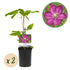 Clematis &