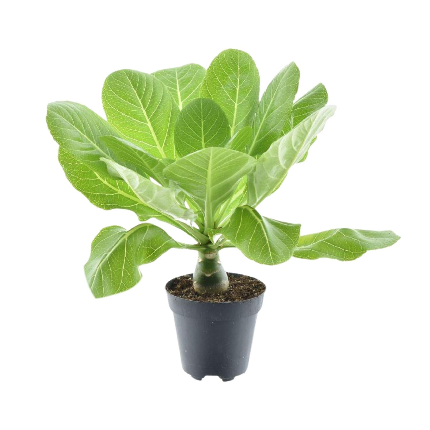 Everspring Brighamia Insignis Hawaii Palme, Topfpflanze, grüne Blätter, ca. 37 cm hoch, Pflanze im Topf mit 12 cm Durchmesser