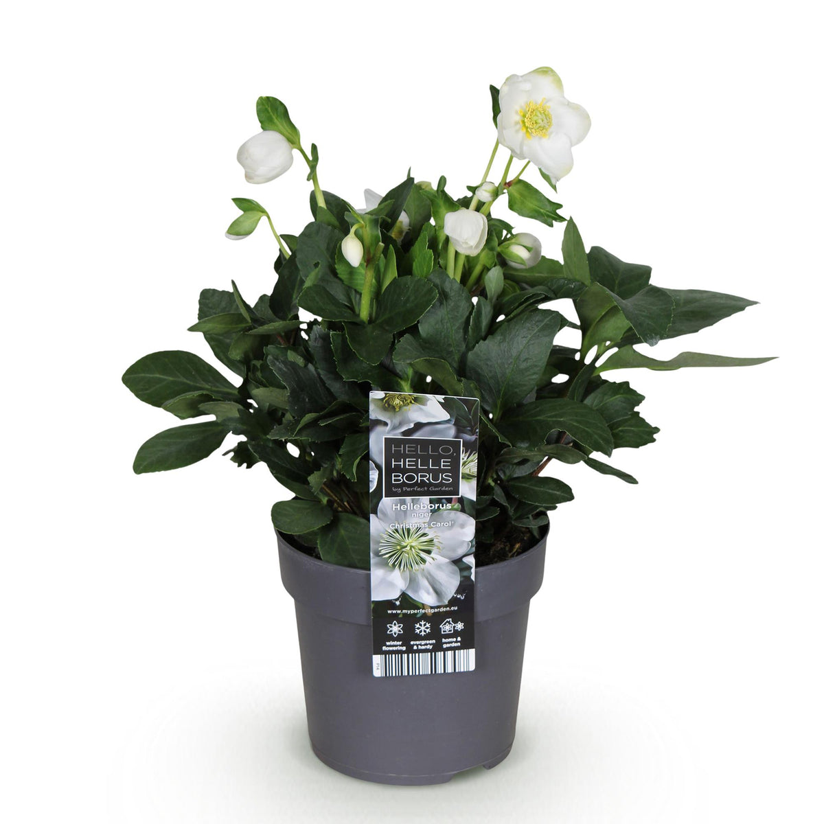 Christrose &