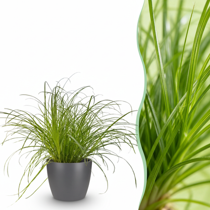 Everspring Cyperus alternifolius Katzenpflanze im Topf mit 12 cm Durchmesser, grüne Blätter, für Zuhause und Garten.
