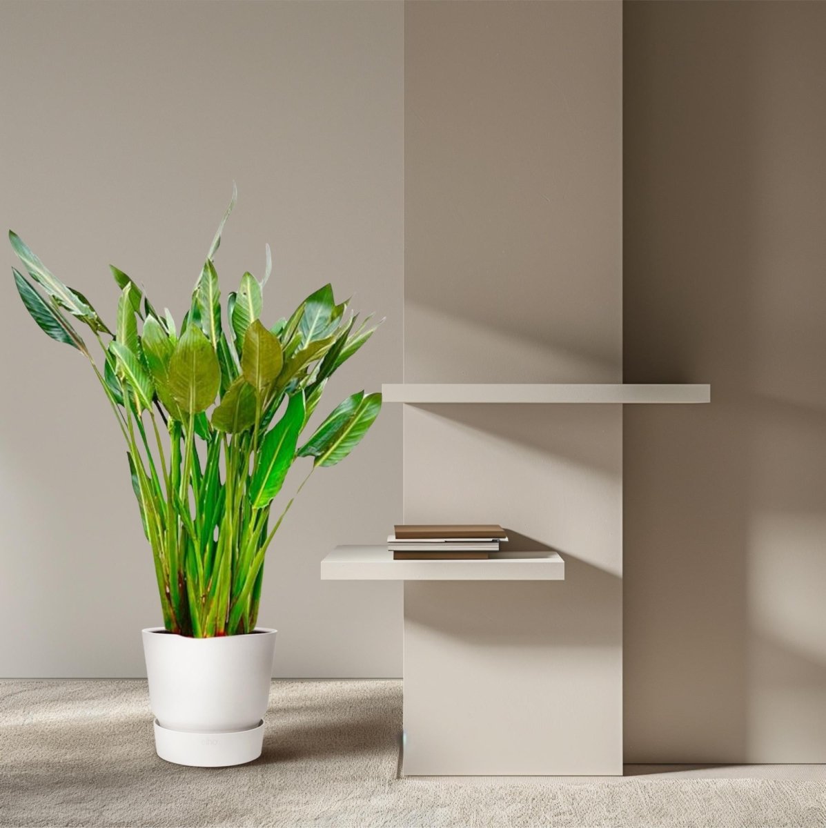 Strelitzia Reginae – Orange Paradiesvogel für Innen &amp; Garten - Wurzelwerk Design