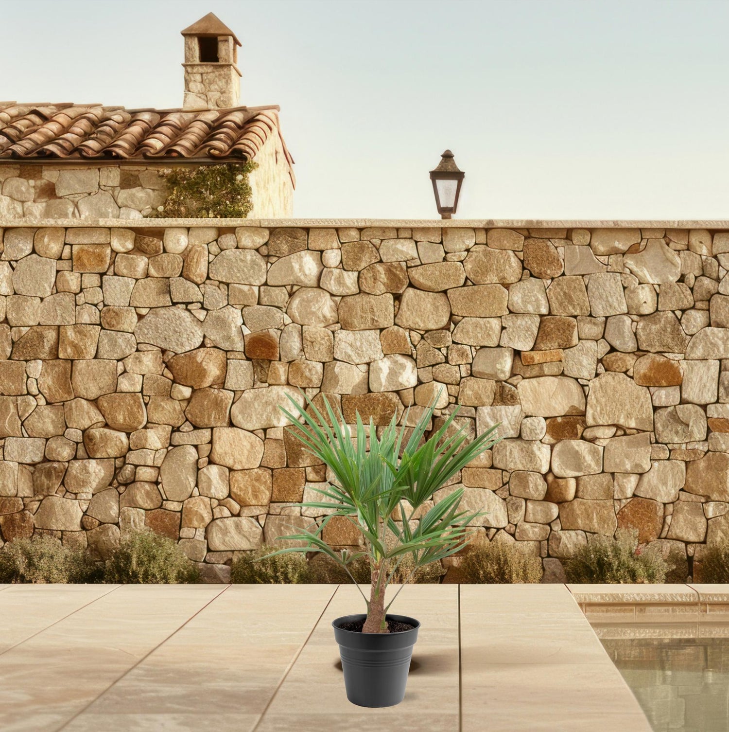 Trachycarpus fortunei – winterharte Hanfpalme im Topf für Garten, Terrasse oder Balkon