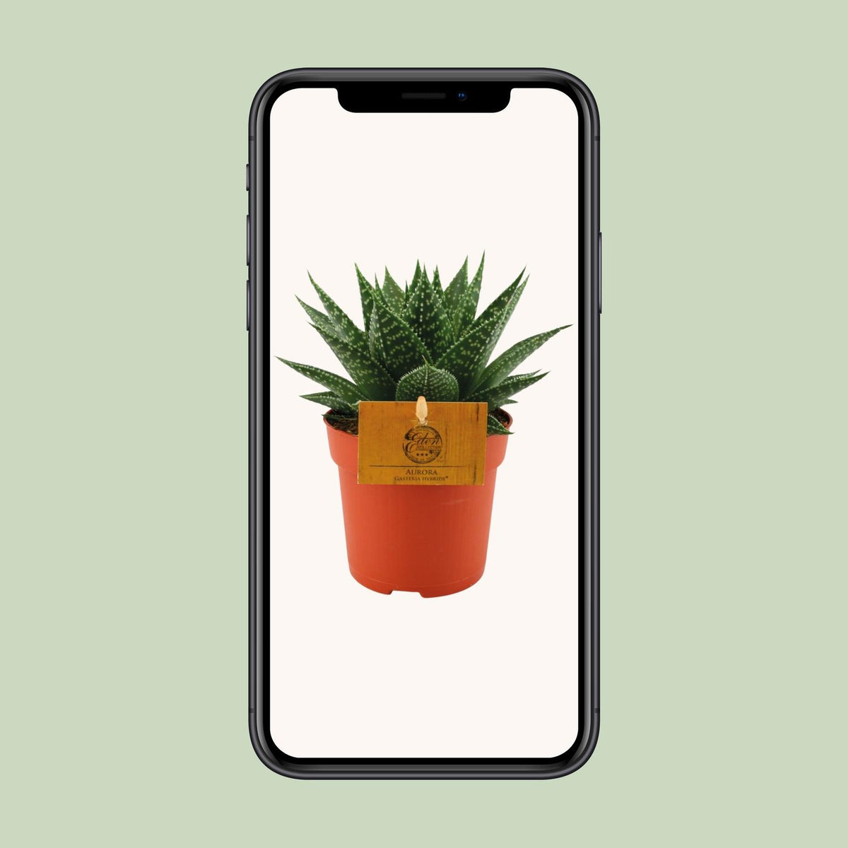 Everspring Gasteria Hybrid &