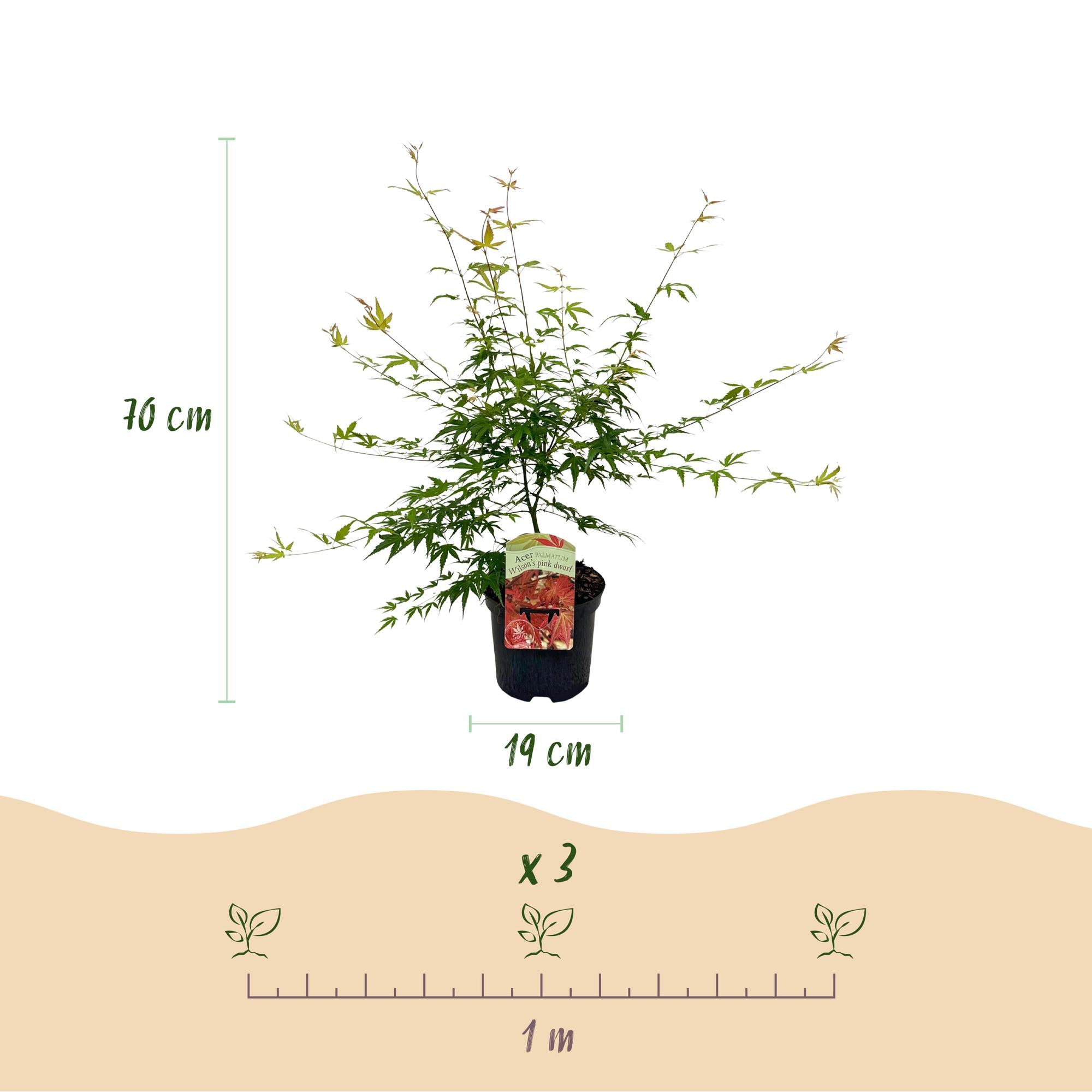 Zwei rosa Ahorn-Pflanzen Acer palmatum Pink Dwarf in Töpfen, laubabwerfend, Höhe 70cm, Topfgröße 19cm, Everspring
