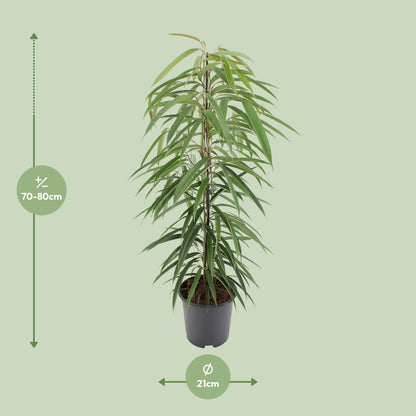 Ficus Binnendijkii Alii - Ø21cm - ↕80cm