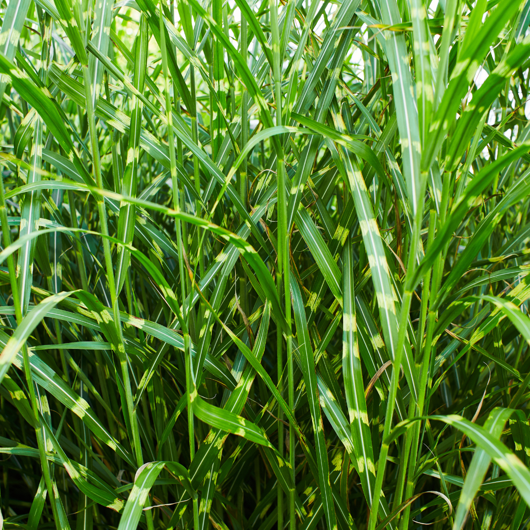 Zebragras kaufen | 3× Miscanthus sinensis Zebrinus, Ø 12 cm