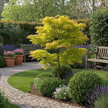 Japanischer Ahorn - Acer palmatum Jordan - Gelb - 2 Pflanzen - Laubabwerfend - Topf 19cm Höhe 70cm - Wurzelwerk Design