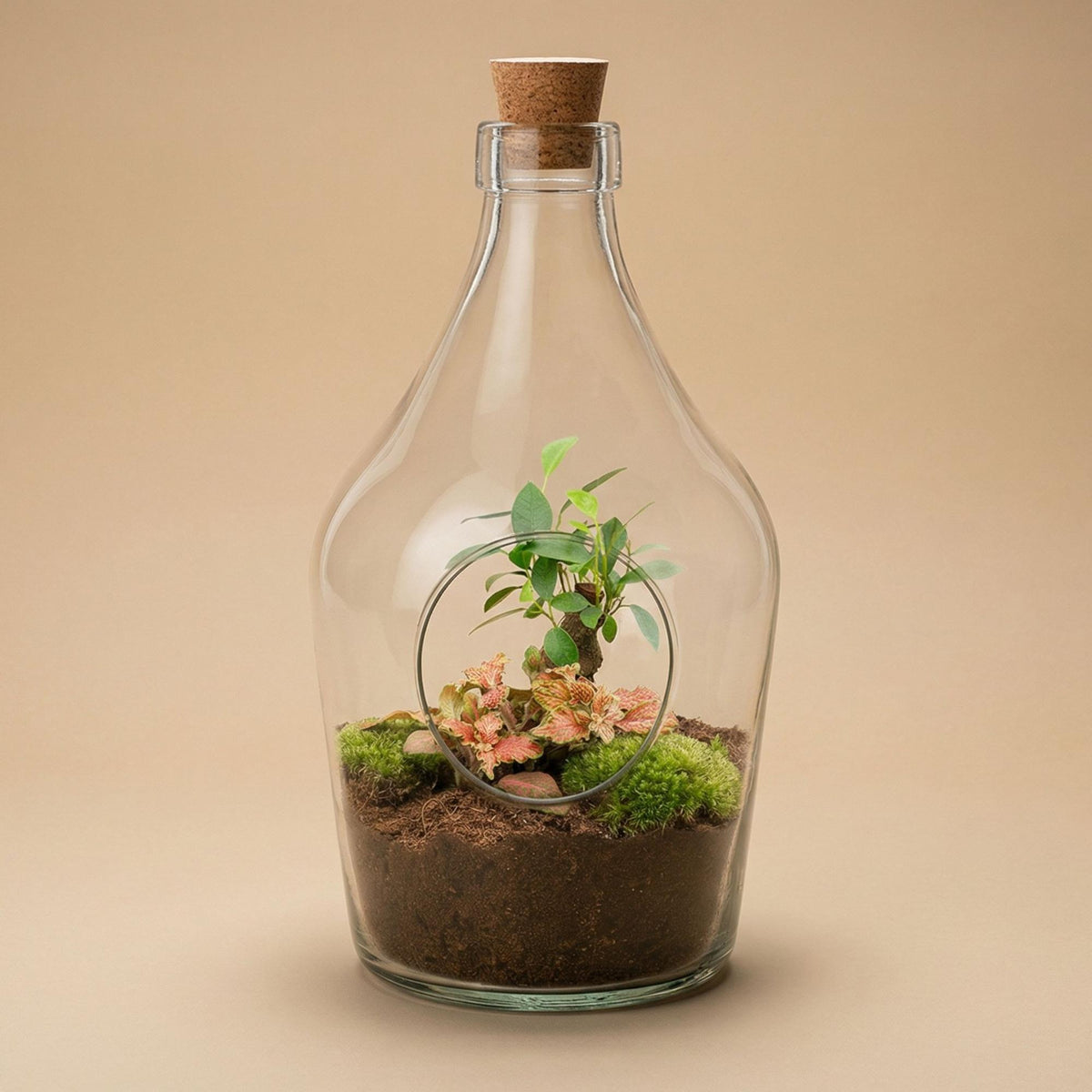 Offenes Terrarium John von Everspring mit Bonsai und Ruby Lime, 30 cm hoch, zeigt Pflanzen im stilvollen Glasbehälter.