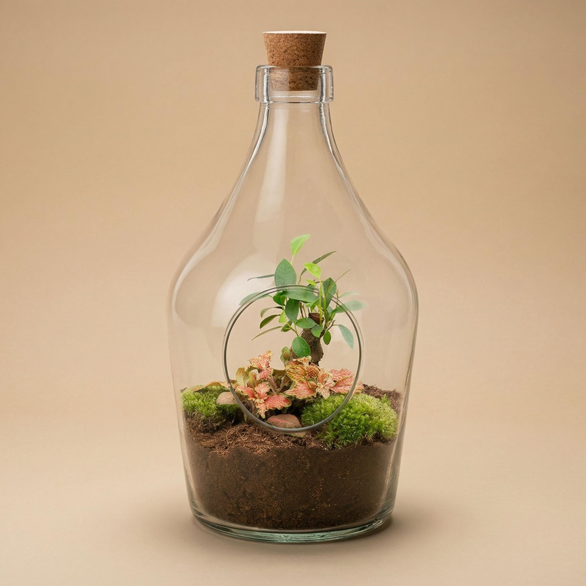 Open terrarium John - Bonsai &amp; Ruby Lime  ↑ 30 cm