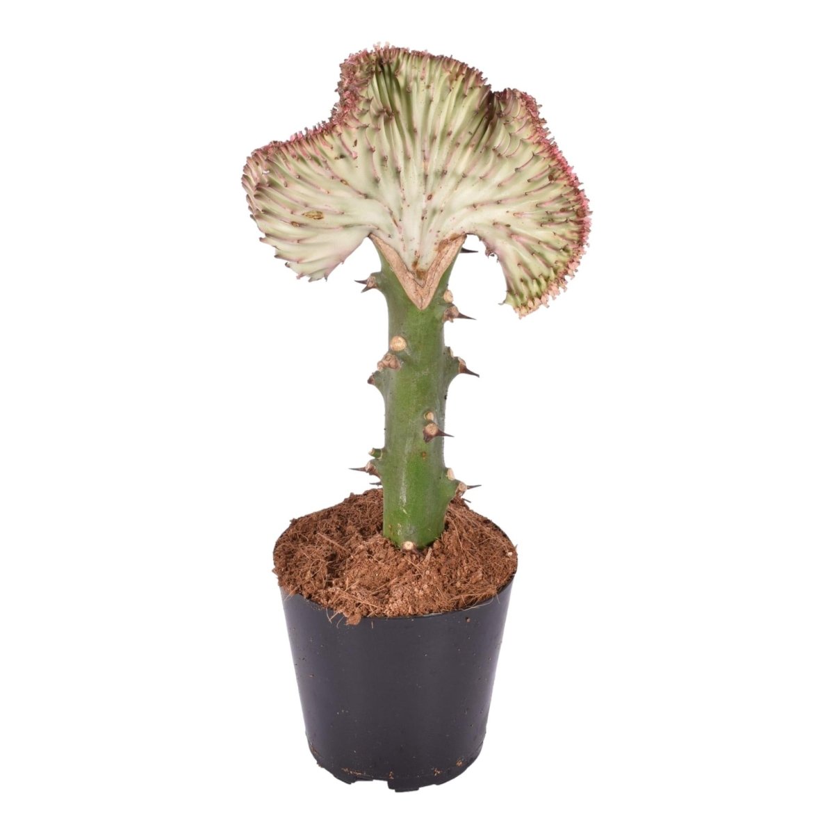 Euphorbia lactea Cristata rot - 35 cm - Ø 12 cm - Wurzelwerk Design
