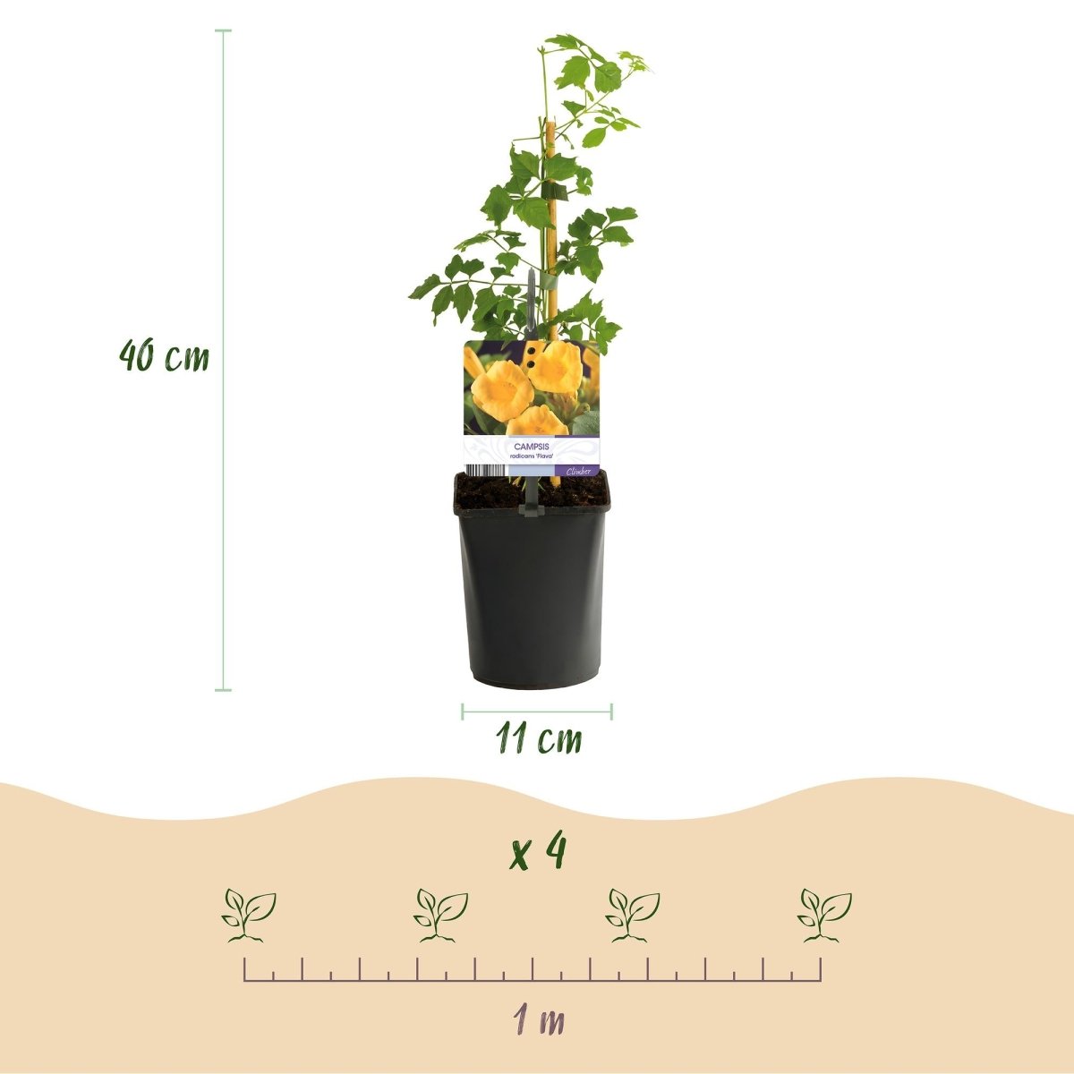 Campsis radicans &