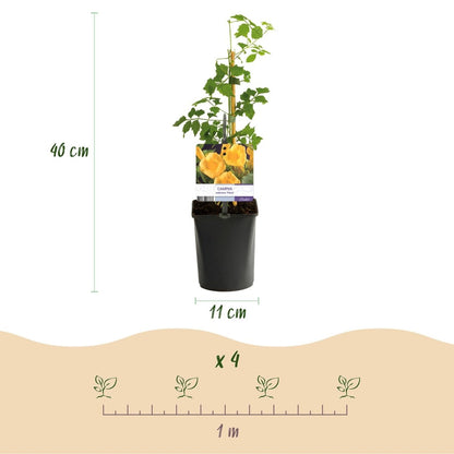 Campsis radicans &
