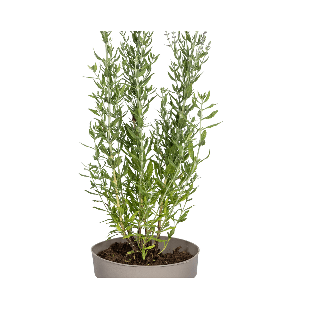 Blauraute – Perovskia atriplicifolia online kaufen | Blau, Bienenfreundlich &amp; Pflegeleicht – Wurzelwerk Design - Wurzelwerk Design