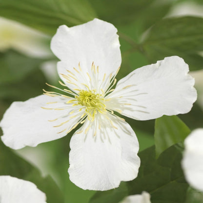 Clematis montana &