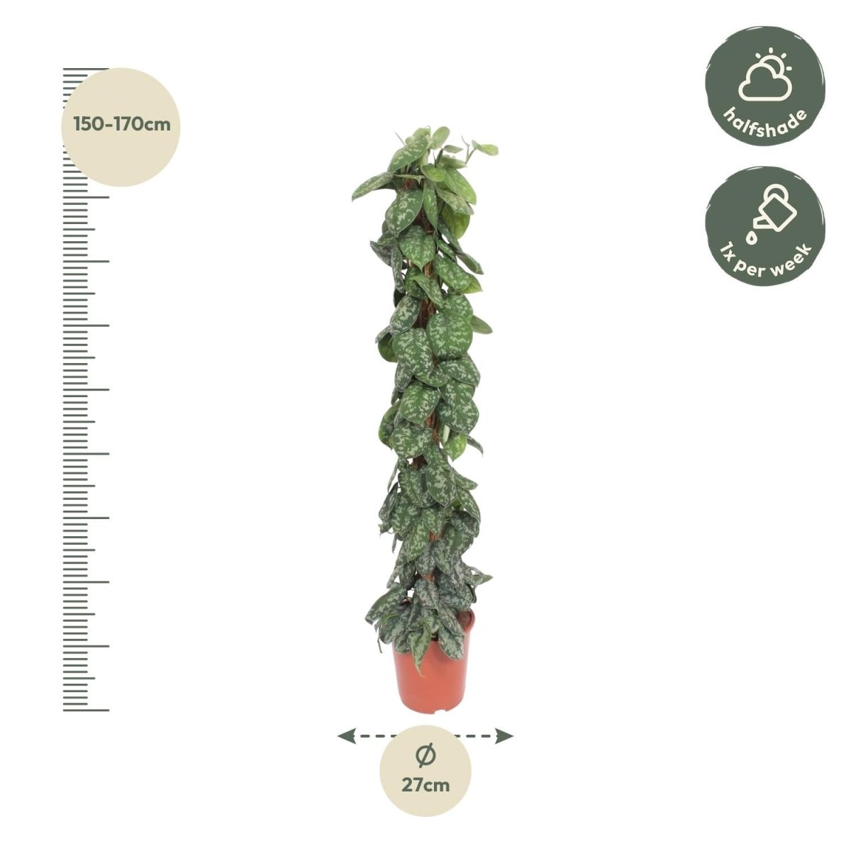 Scindapsus Pictus Trebie - 160 cm - Ø 30 - Wurzelwerk Design