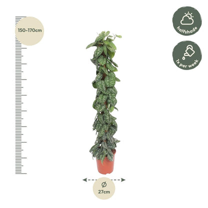 Scindapsus Pictus Trebie - 160 cm - Ø 30 - Wurzelwerk Design