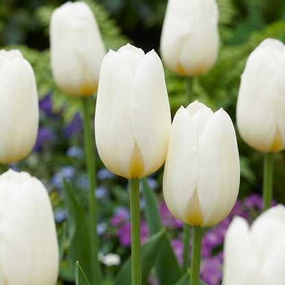 Triumph-Tulpe Weiß – Tulipa online kaufen | 30 bis 120 Blumenzwiebeln, standfest &amp; langstielig – Wurzelwerk Design