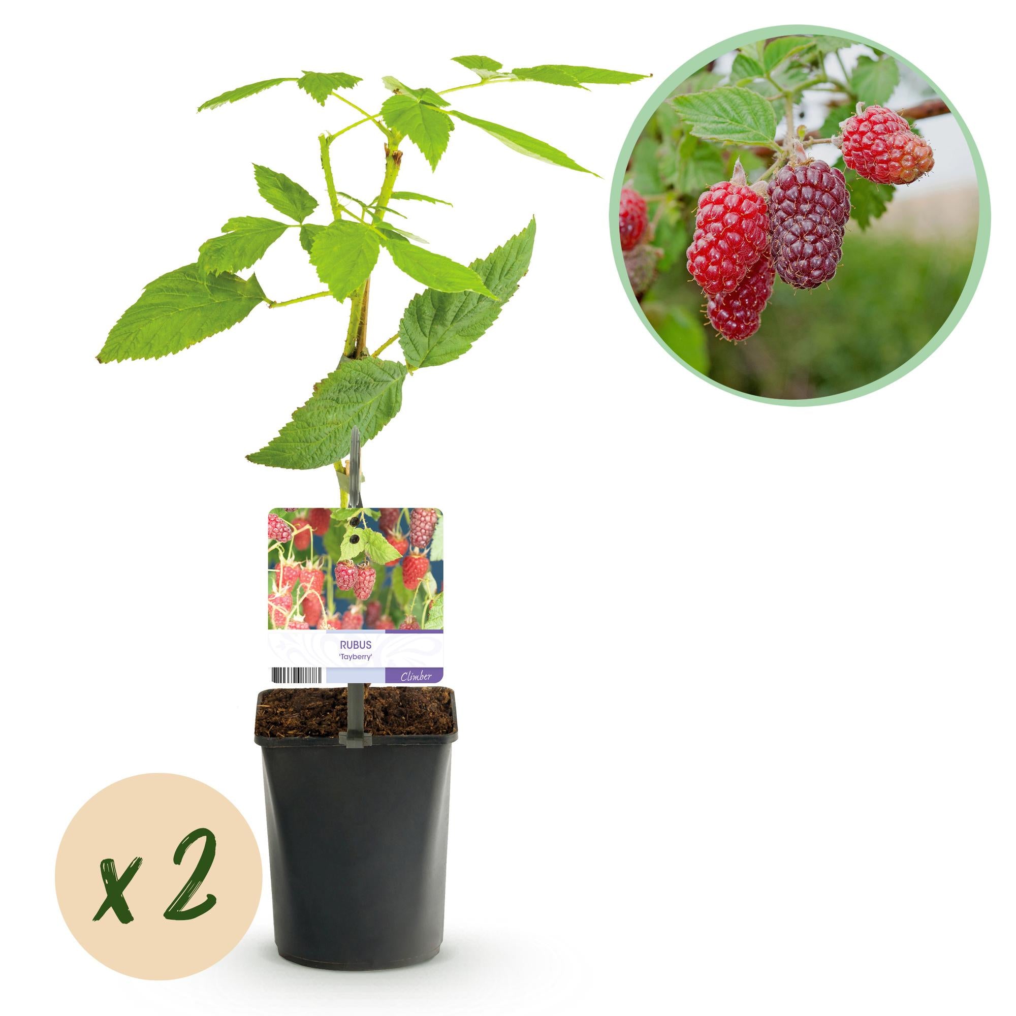 Himbeere Taybes - Rubus Tayberry - Rote Frucht - 2 Pflanzen - Topf 11cm Höhe 40cm