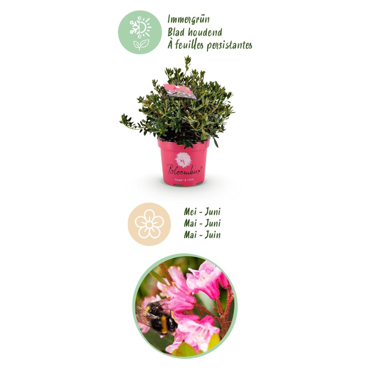 Rhododendron Bloombux Magenta kaufen | Topf Ø 23 cm, Höhe 45–55 cm - Wurzelwerk Design