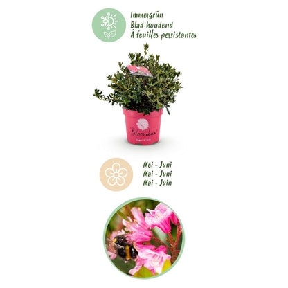 Rhododendron Bloombux Magenta kaufen | Topf Ø 23 cm, Höhe 45–55 cm - Wurzelwerk Design