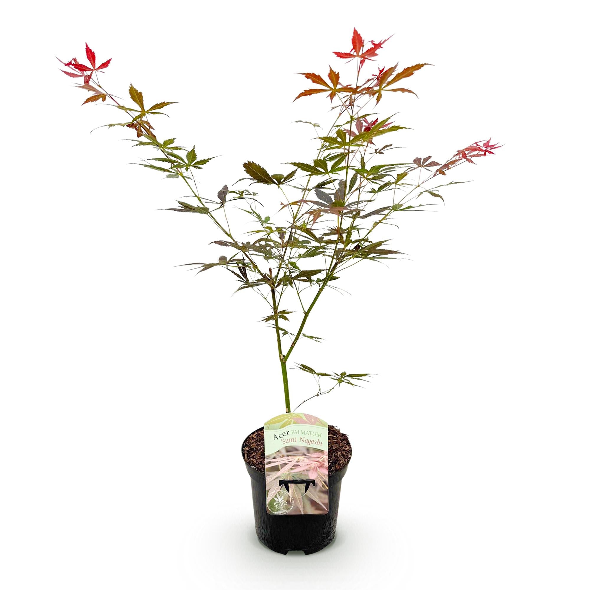 Japanischer Ahorn Acer palmatum Sumi-nagashi, rote Blätter, laubabwerfende Pflanze in 19cm Topf, Höhe ca. 70cm