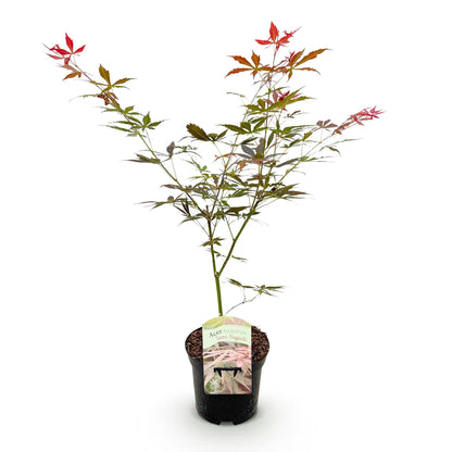 Japanischer Ahorn Acer palmatum Sumi-nagashi, rote Blätter, laubabwerfende Pflanze in 19cm Topf, Höhe ca. 70cm
