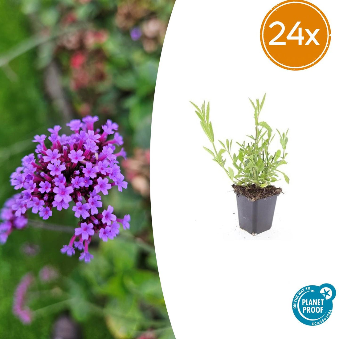 24x Verbena bonariensis – Argentinisches Eisenkraut für Präriegärten &amp; Beete – Höhe 10–25 cm – Ø 9 cm