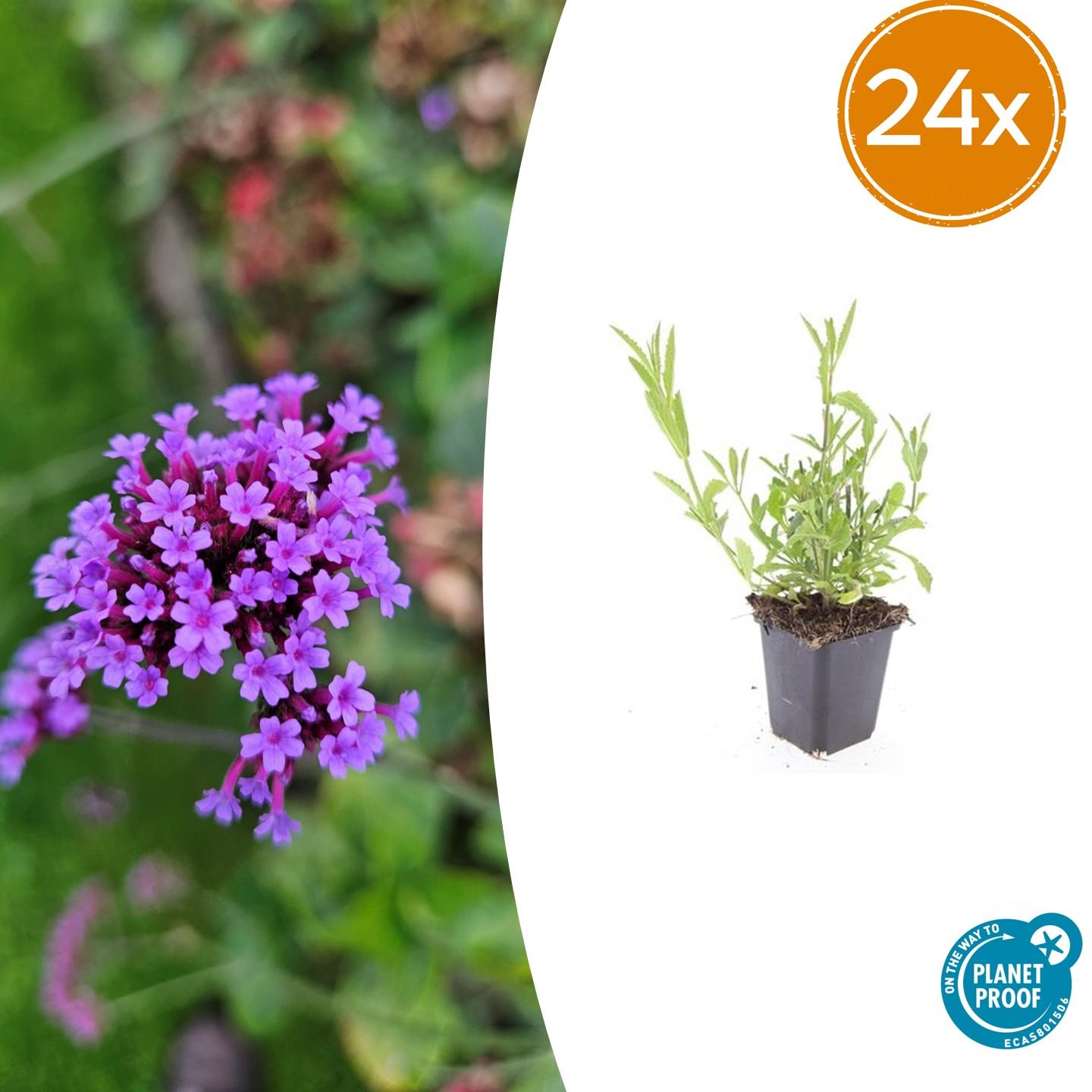 24x Verbena bonariensis – Argentinisches Eisenkraut für Präriegärten &amp; Beete – Höhe 10–25 cm – Ø 9 cm